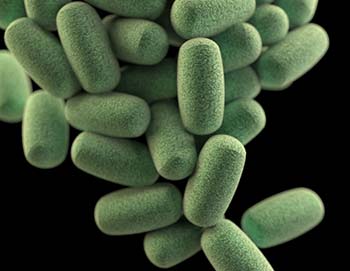 Citrobacter: carta d'identità del batterio killer